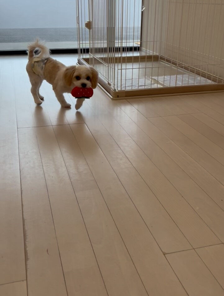 ミックスのベネ君