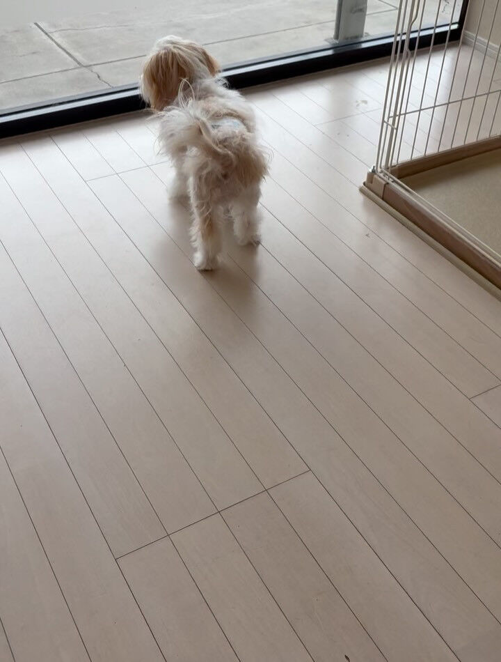 ミックスのベネ君