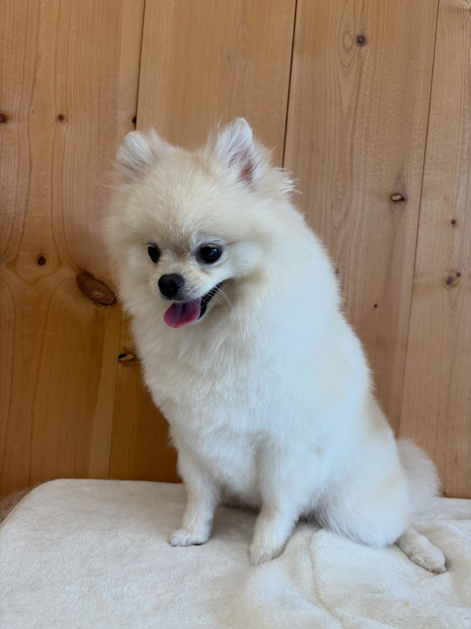 ポメラニアンのこはく君