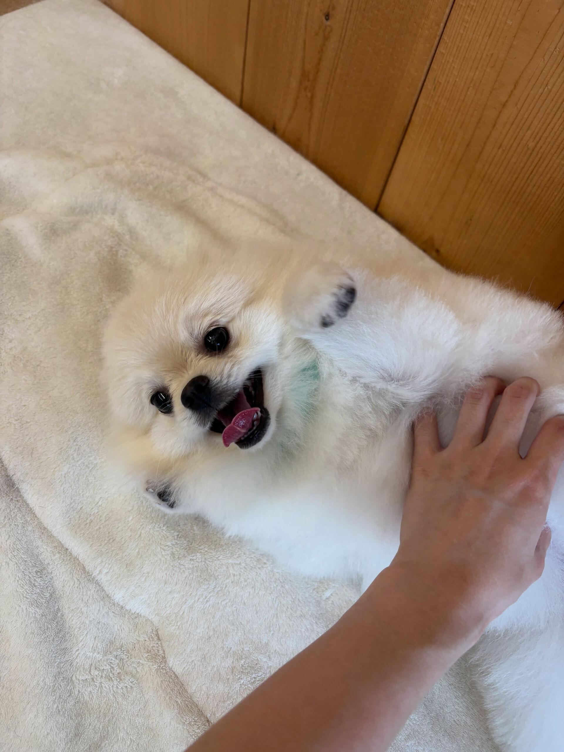 ポメラニアンのこはく君