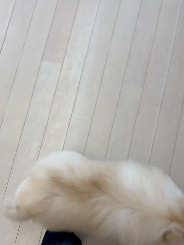 ポメラニアンのこはく君