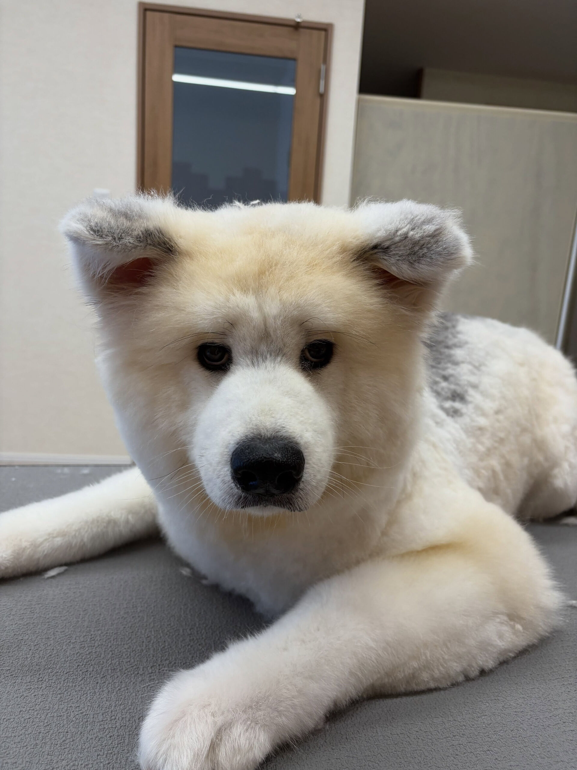 秋田犬のまろんちゃん