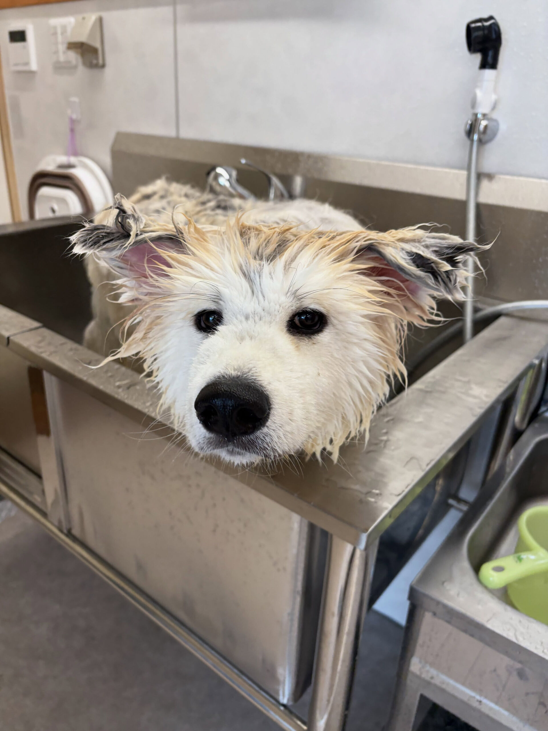 秋田犬のまろんちゃん