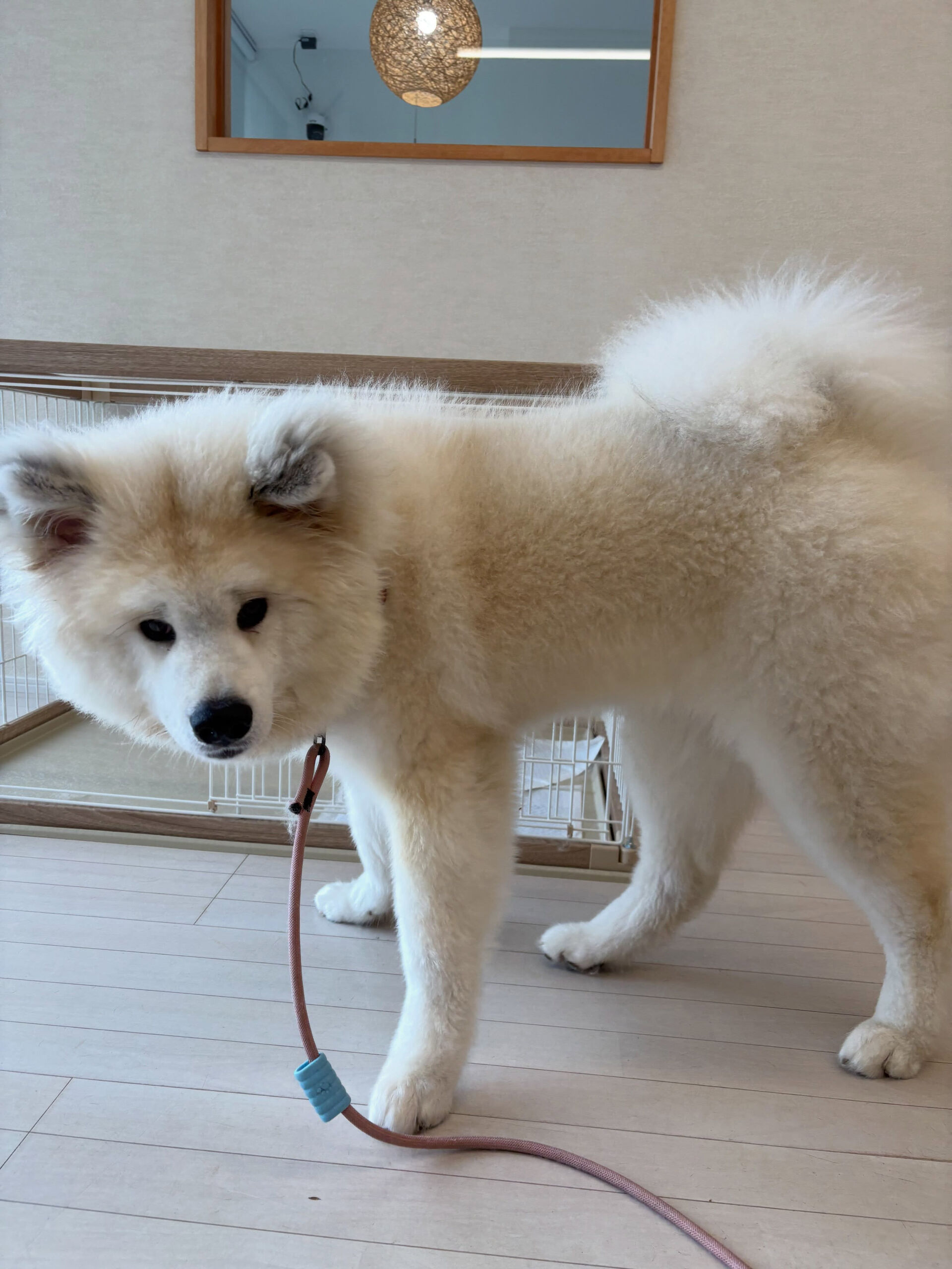 秋田犬のまろんちゃん