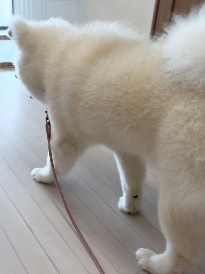 秋田犬のまろんちゃん