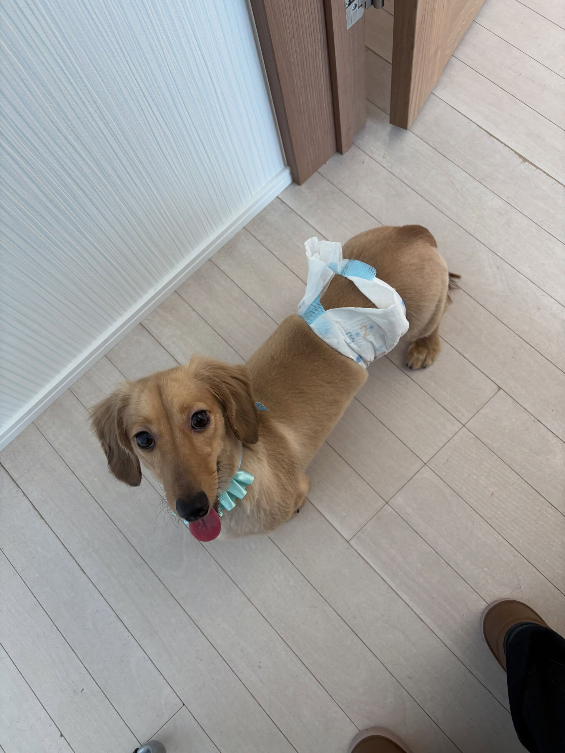 ダックスのソラ君