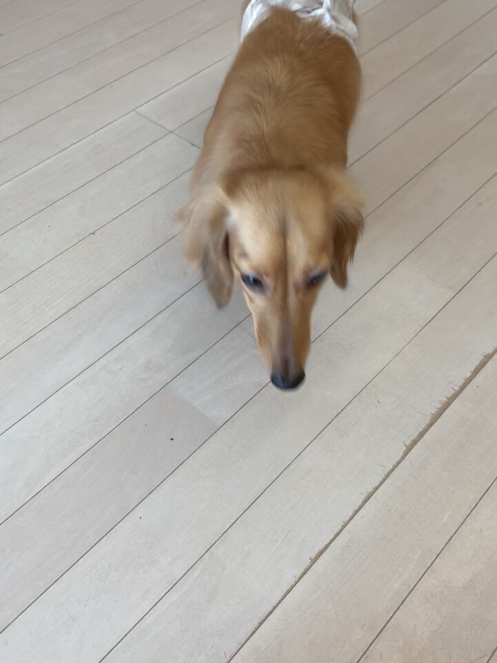ダックスのソラ君
