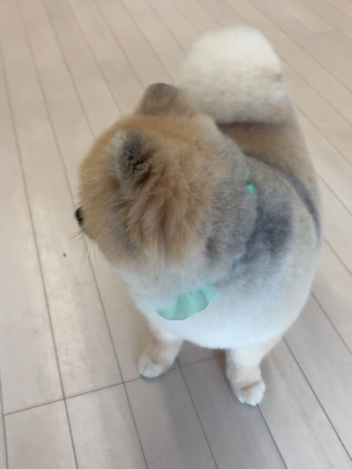 ポメラニアンのまめ吉くん