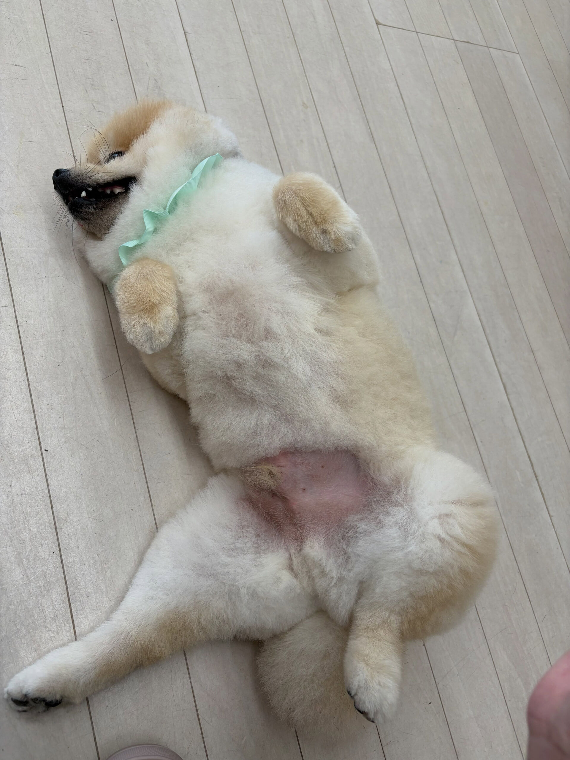 ポメラニアンのまめ吉くん