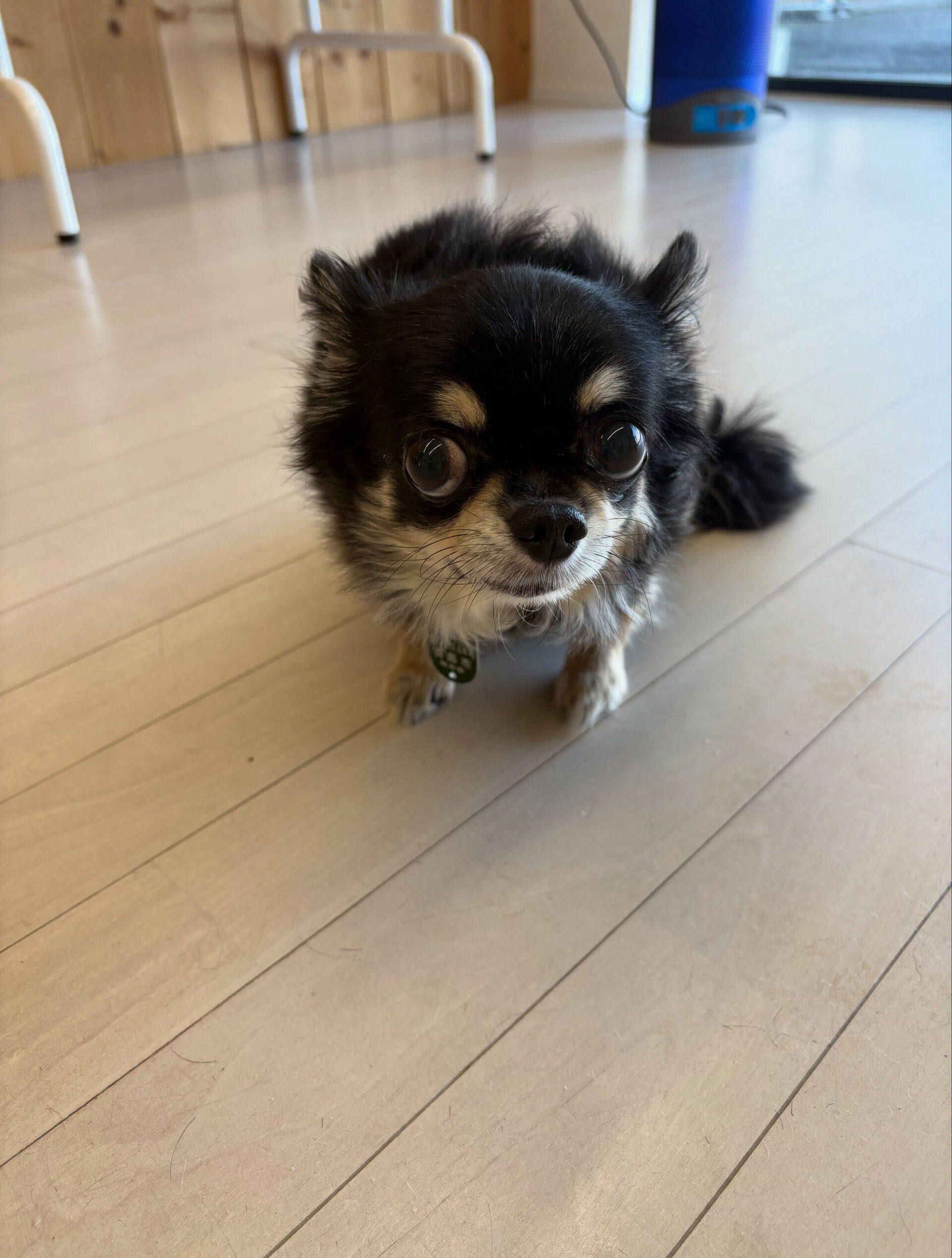 チワワのまるちゃん