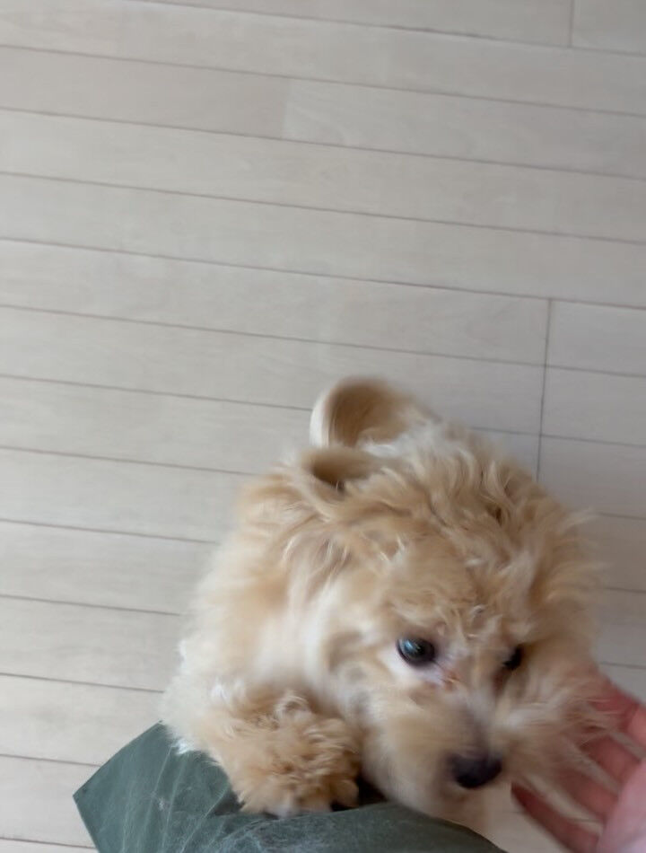 ミックスのラテ君