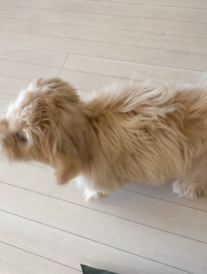 ミックスのラテ君
