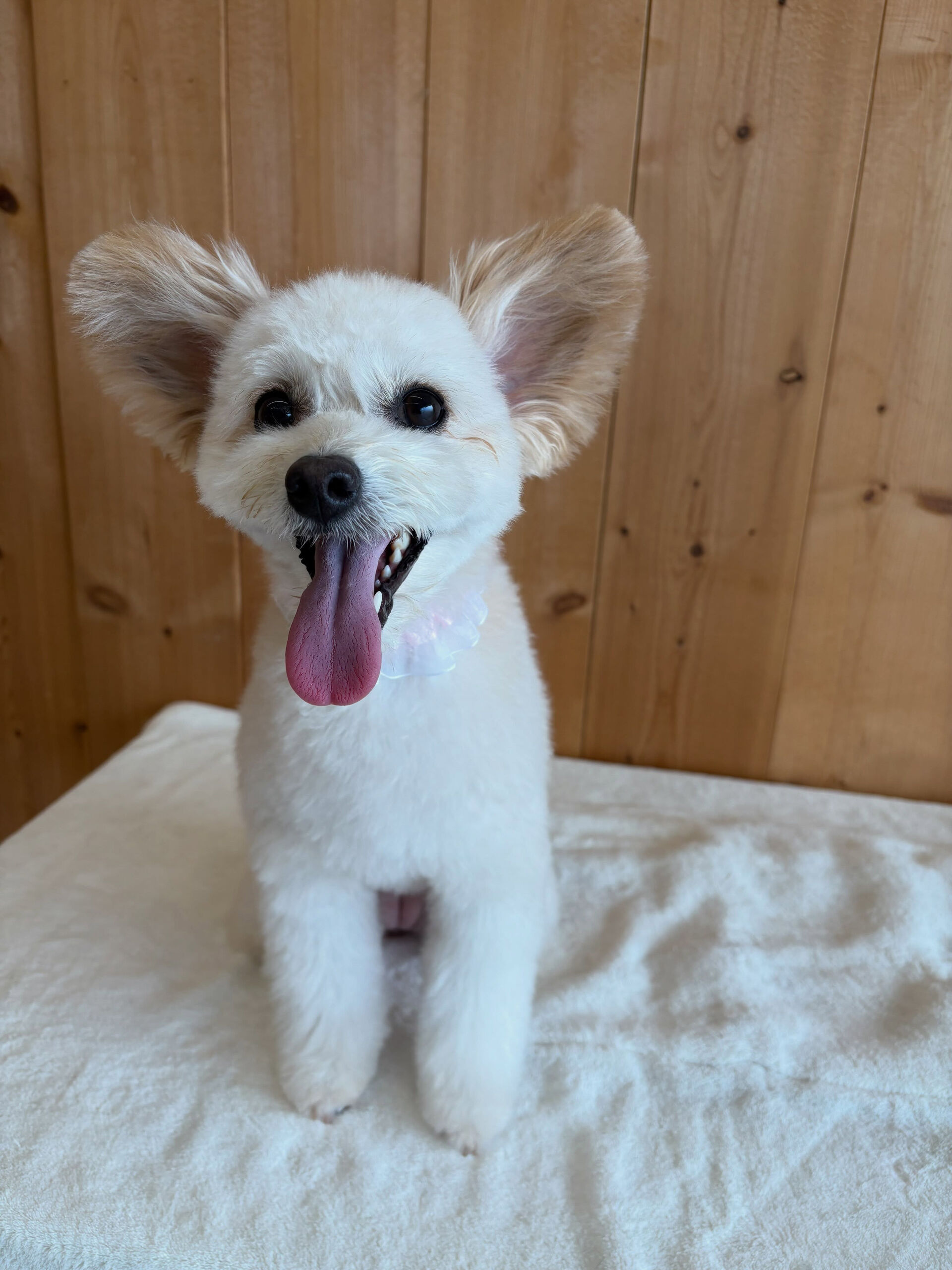 ミックスのもこ君