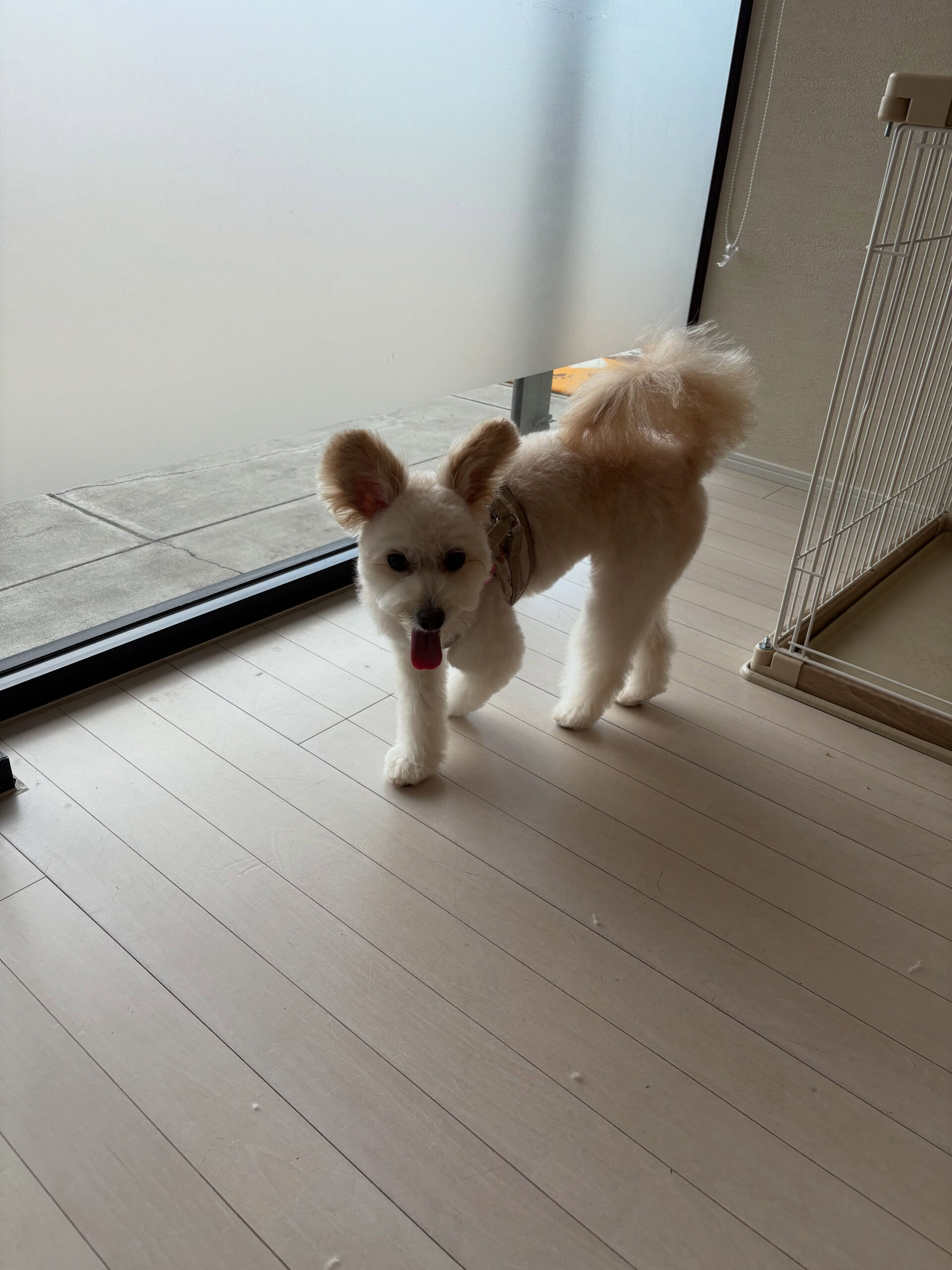 ミックスのもこ君