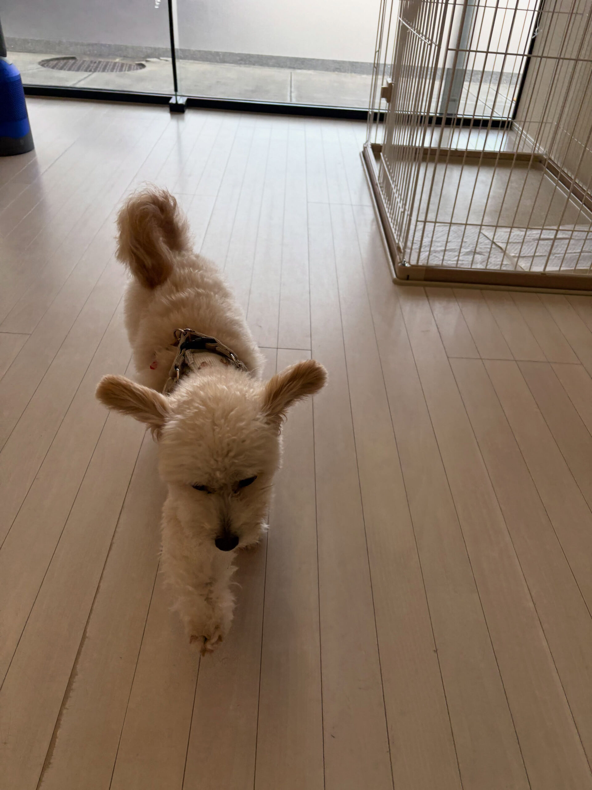 ミックスのもこ君