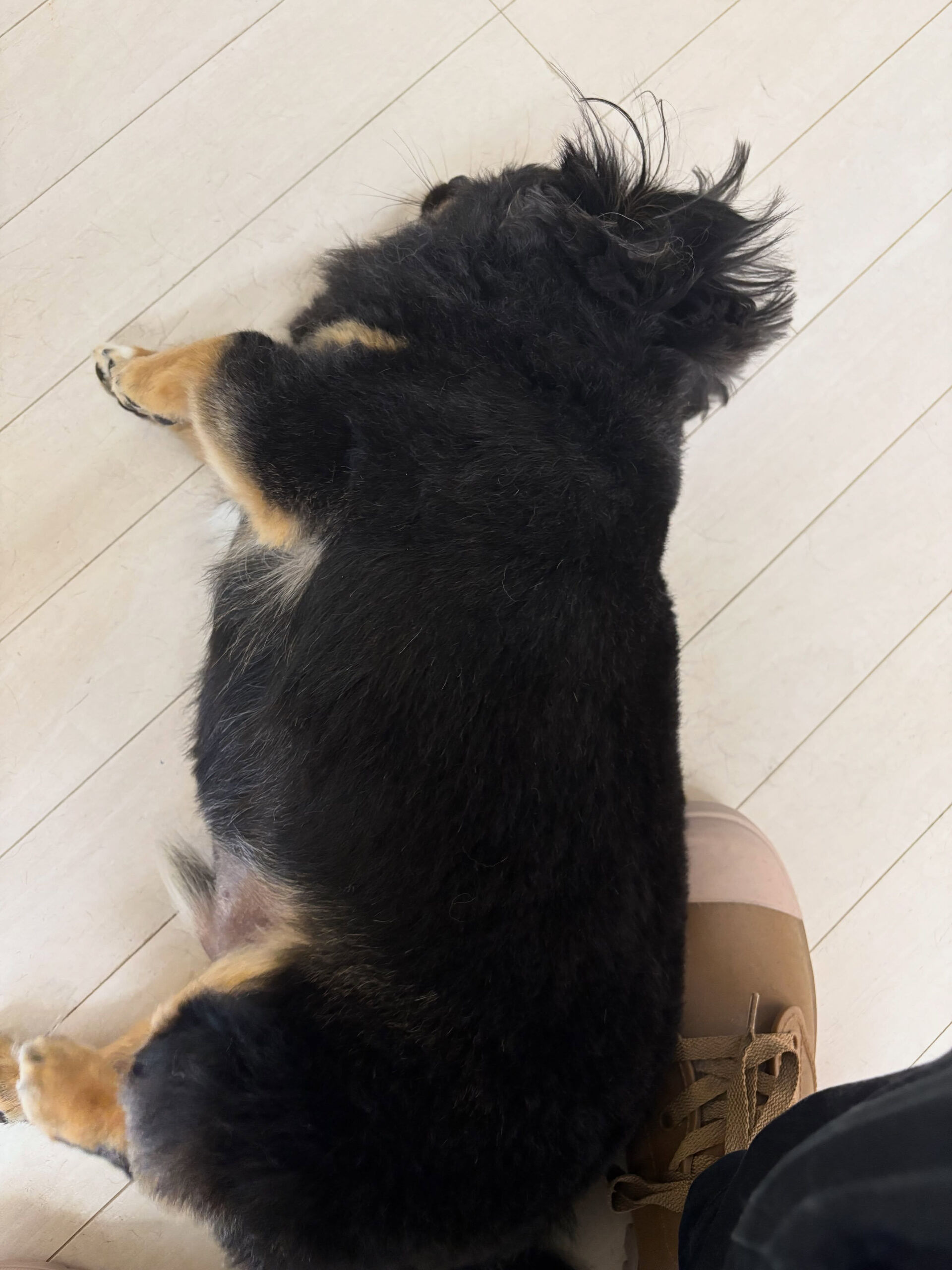 チワワのなつ君