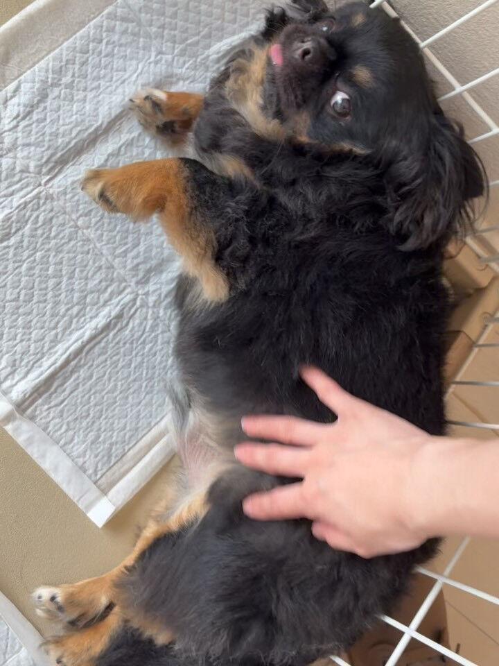 チワワのなつ君