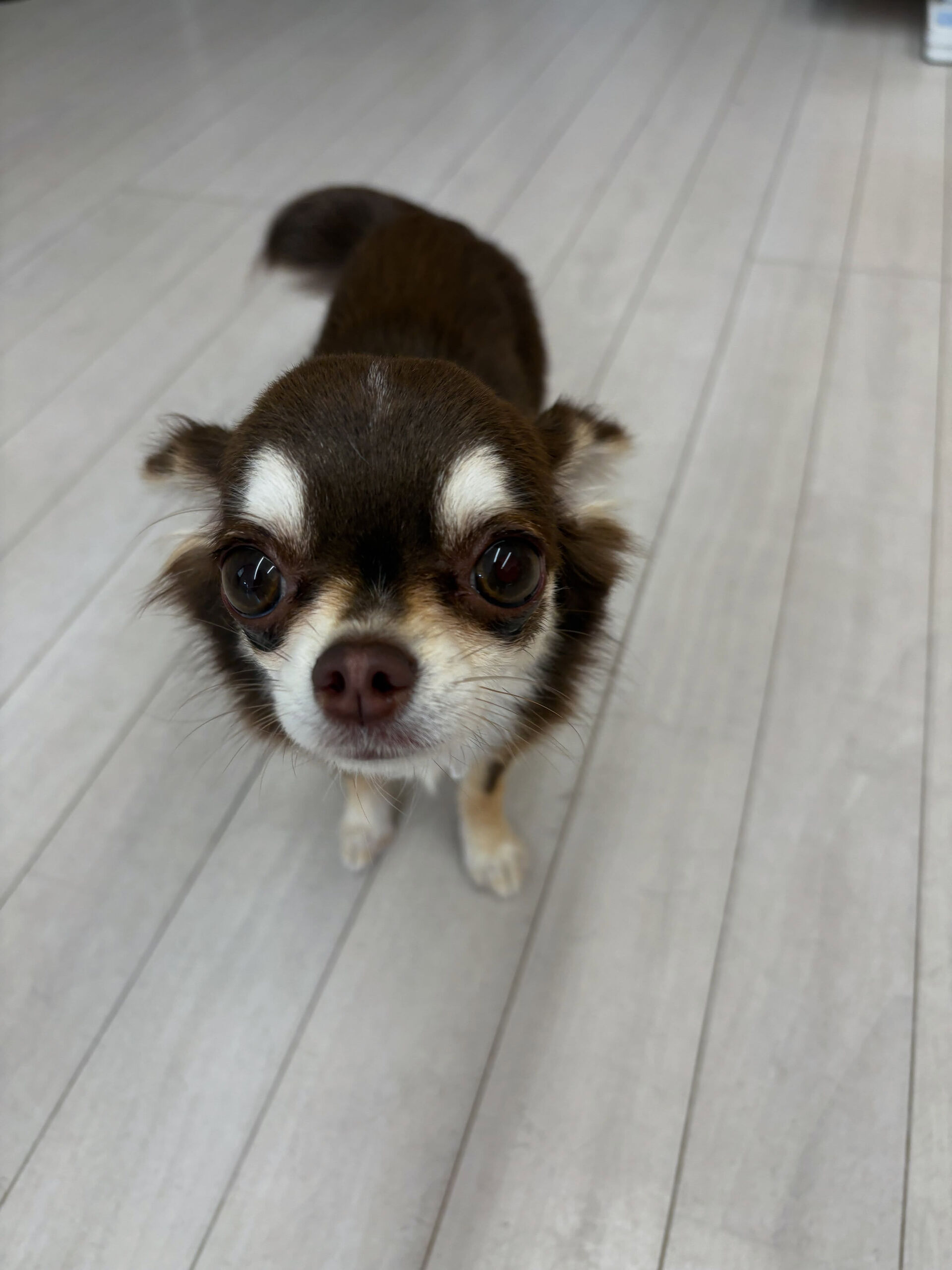 チワワのユノちゃん