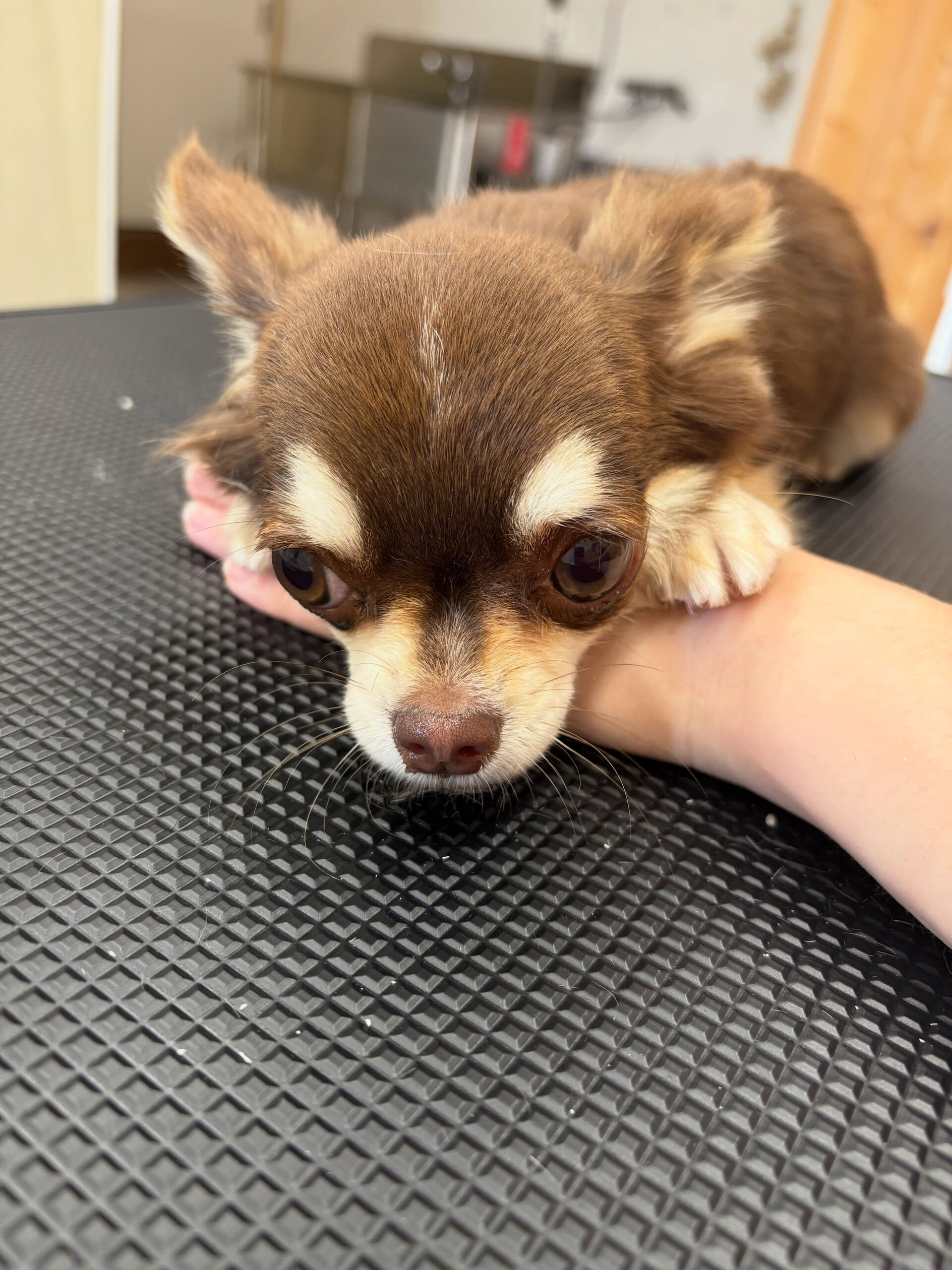 チワワのユノちゃん