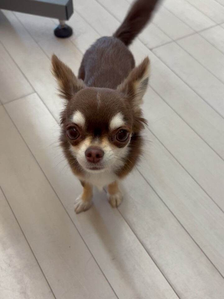 チワワのユノちゃん