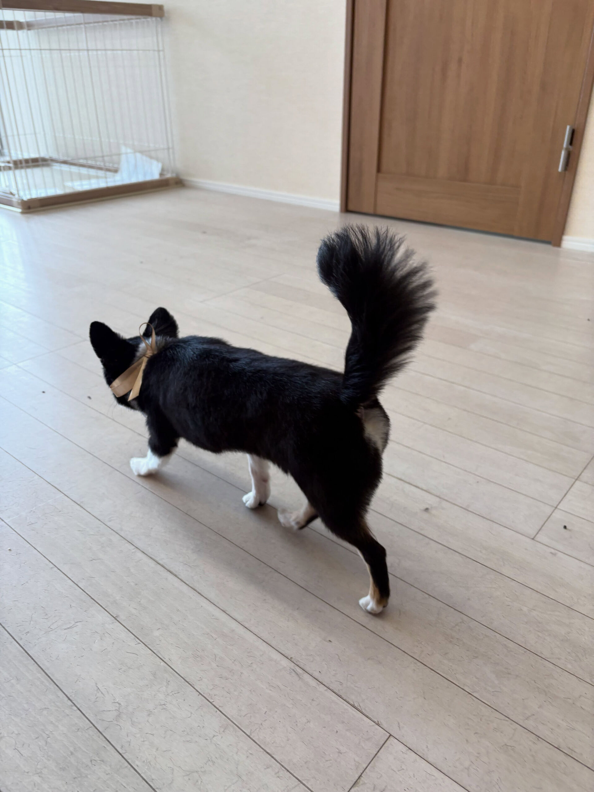 チワワのアロちゃん
