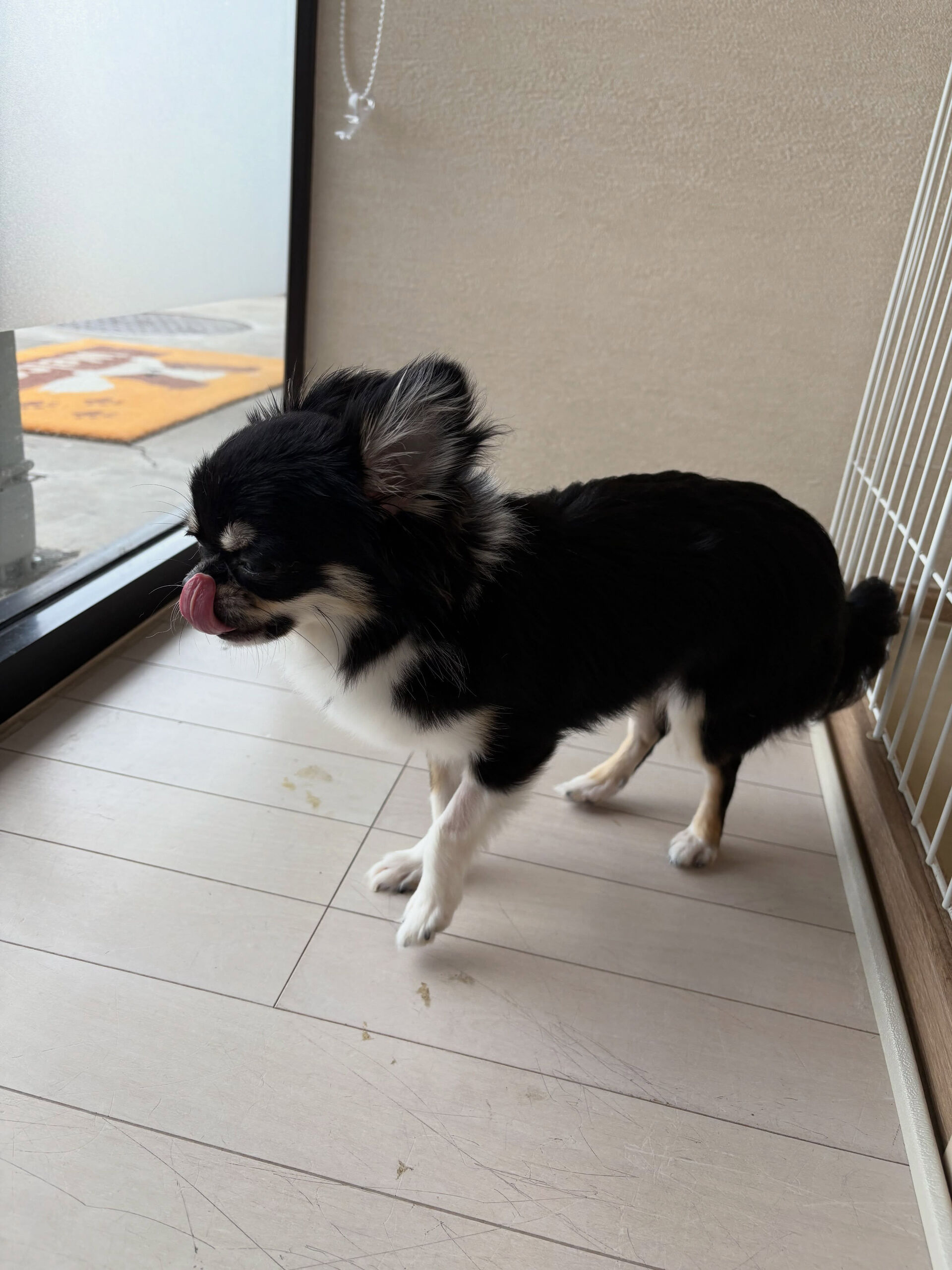 チワワのアロちゃん
