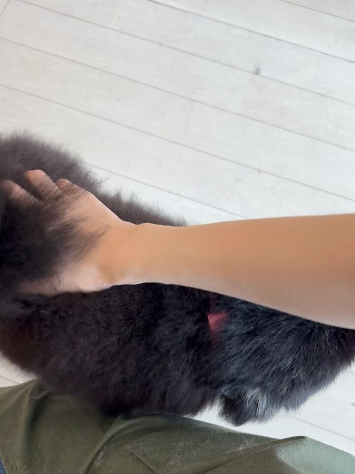 ポメラニアンの小梅ちゃん