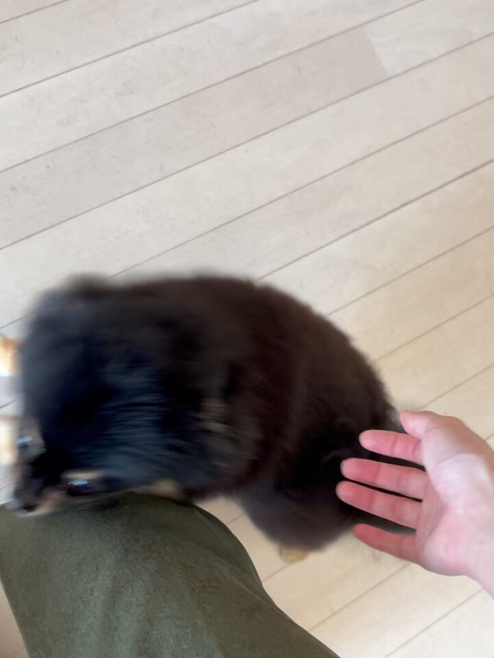 ポメラニアンの小梅ちゃん