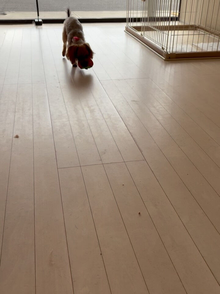 ミックスのベルちゃん