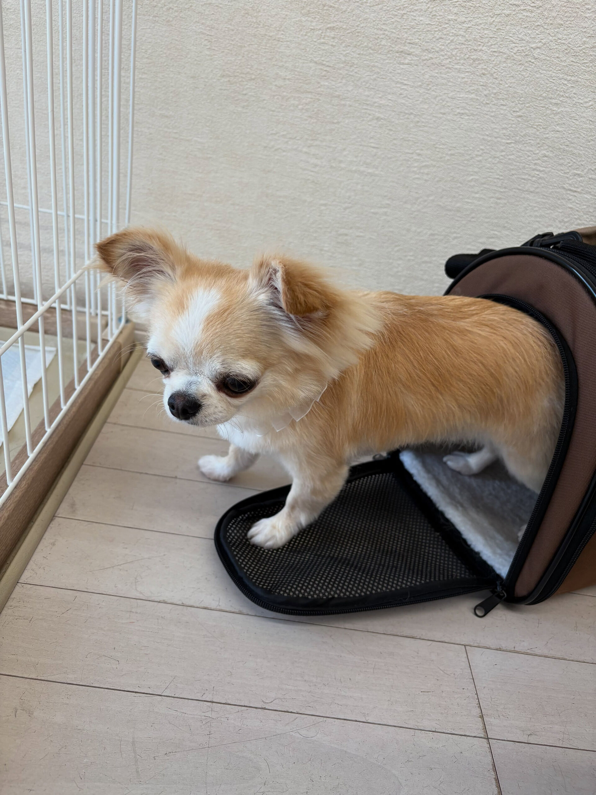 チワワのきなこちゃん
