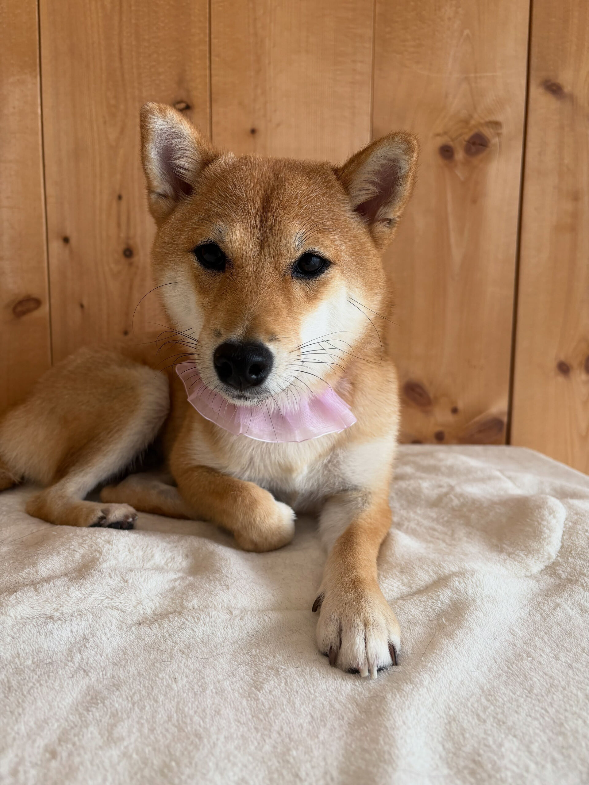 柴犬のベンチちゃん