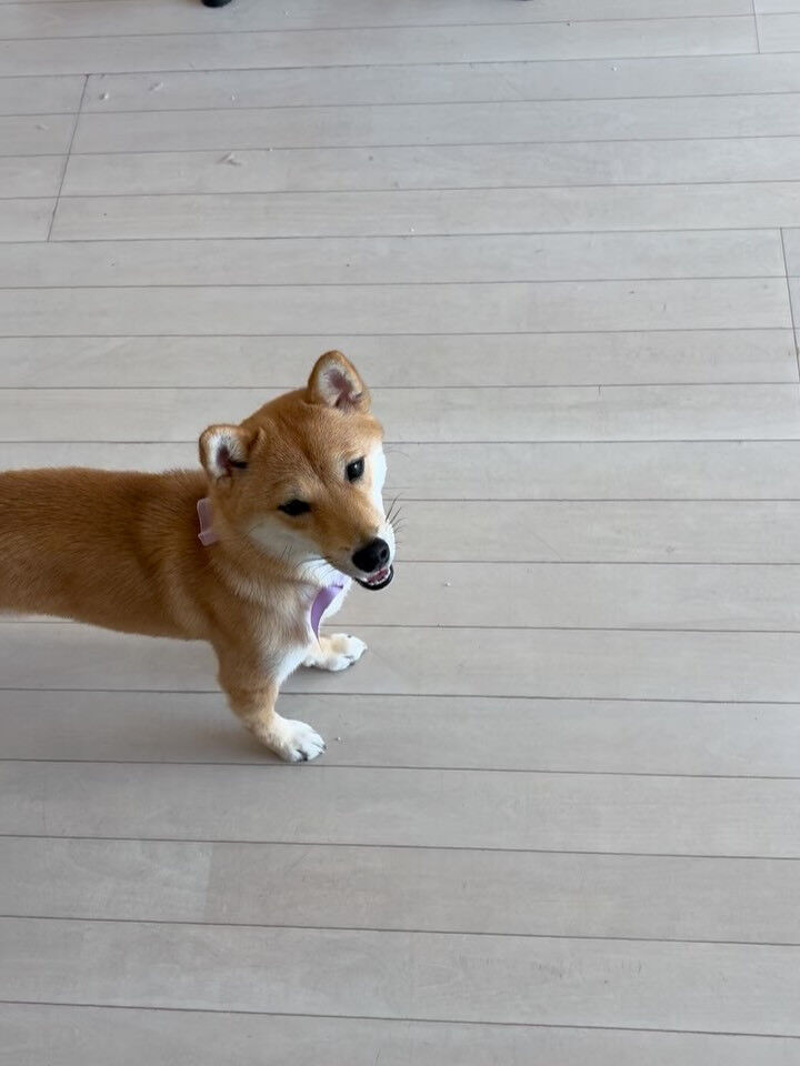 柴犬のベンチちゃん