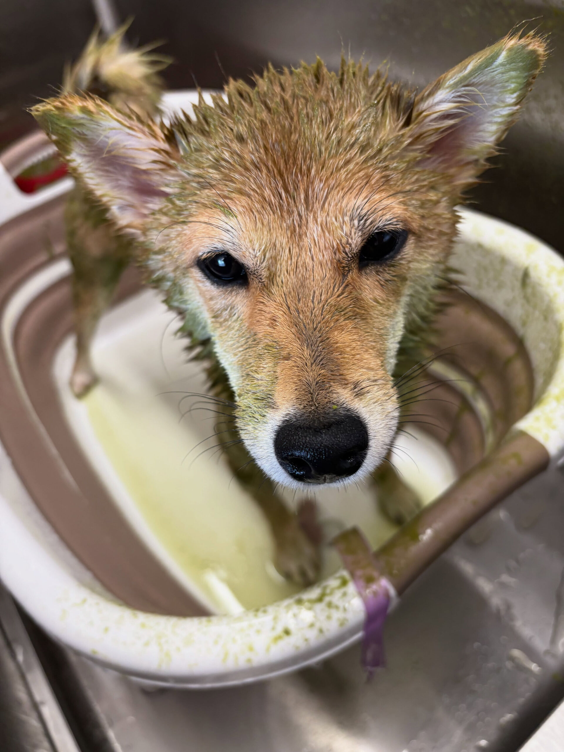 柴犬のベンチちゃん
