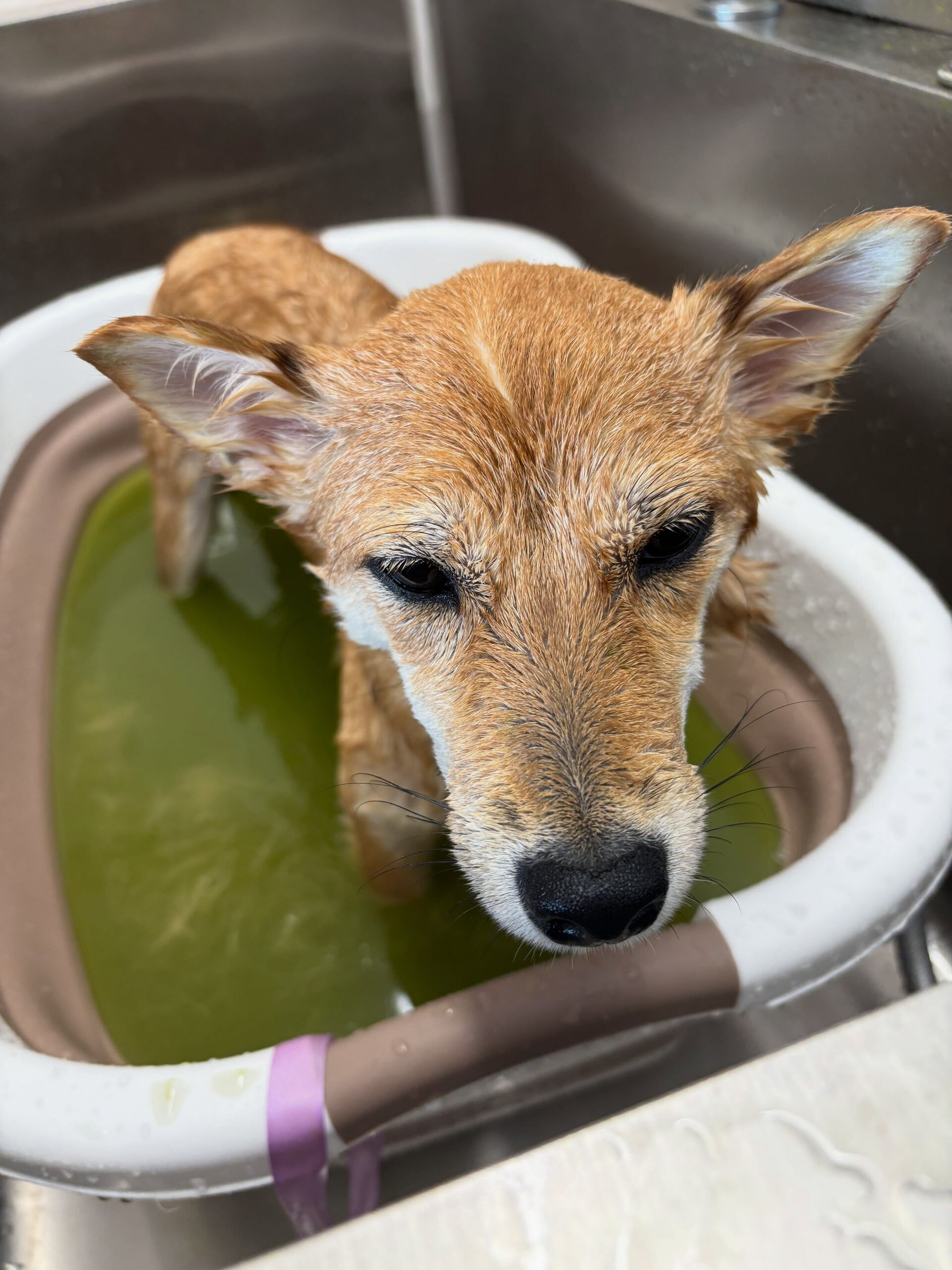 柴犬のベンチちゃん