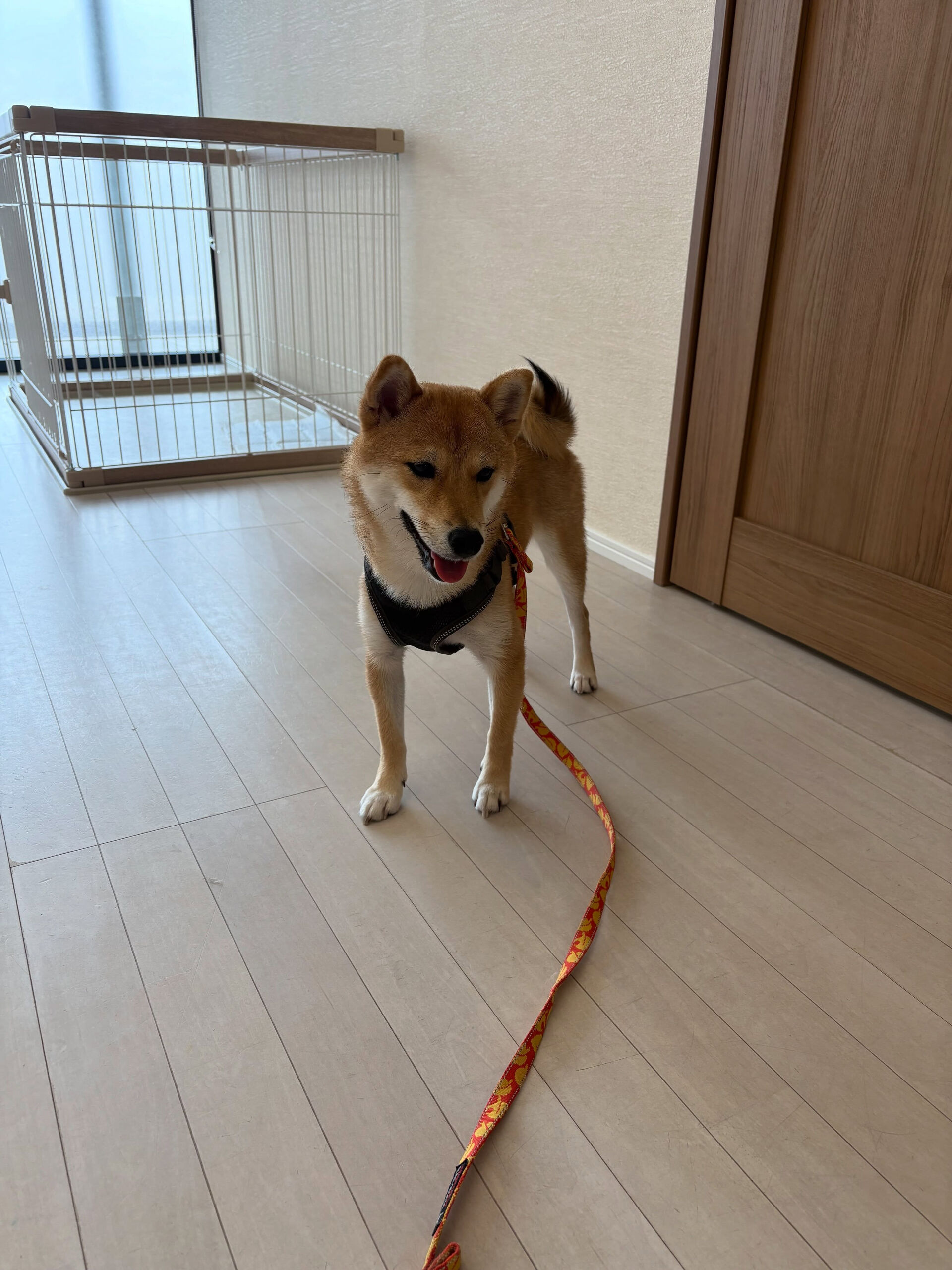 柴犬のベンチちゃん