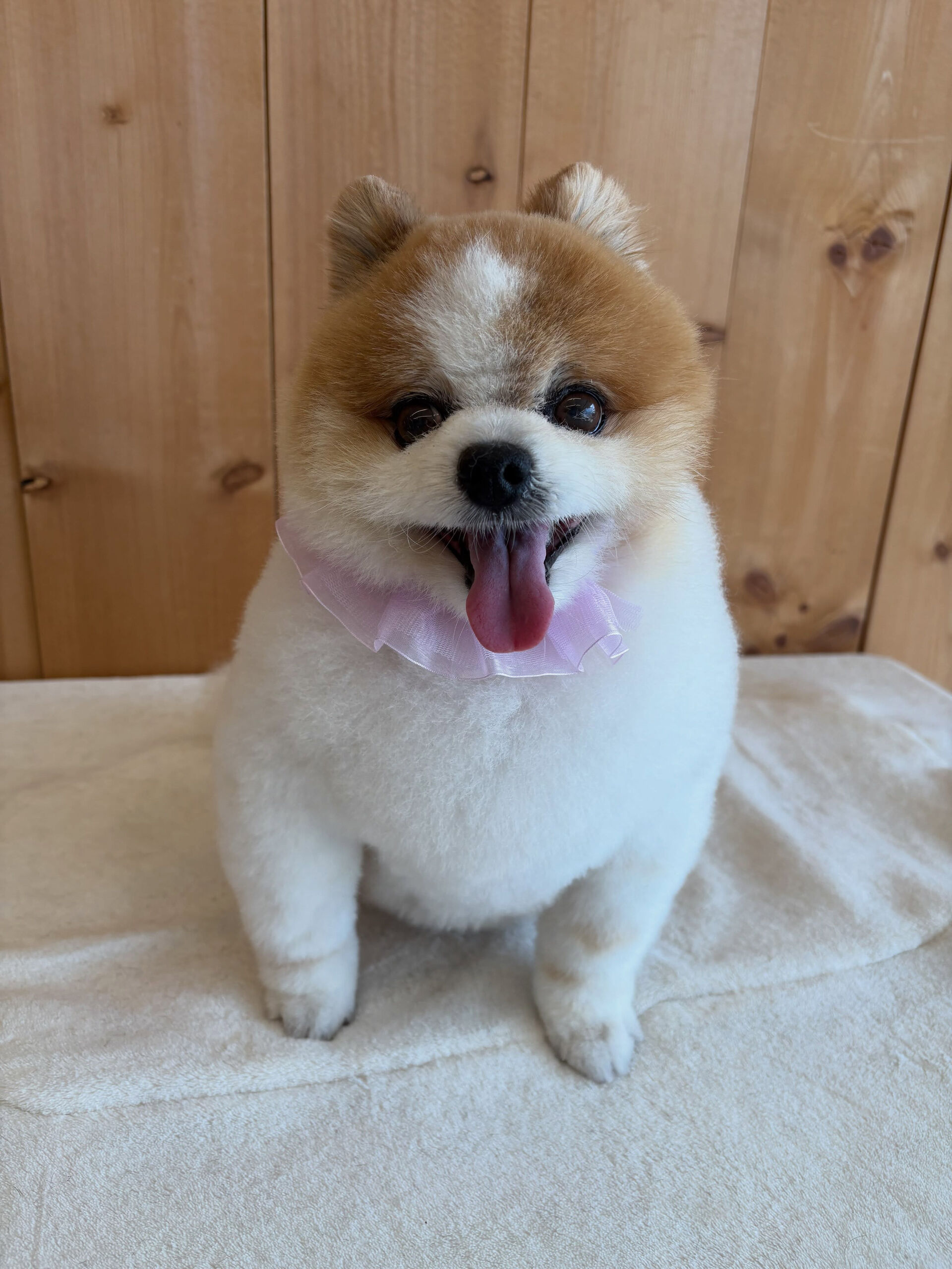 ポメラニアンのはなまるちゃん