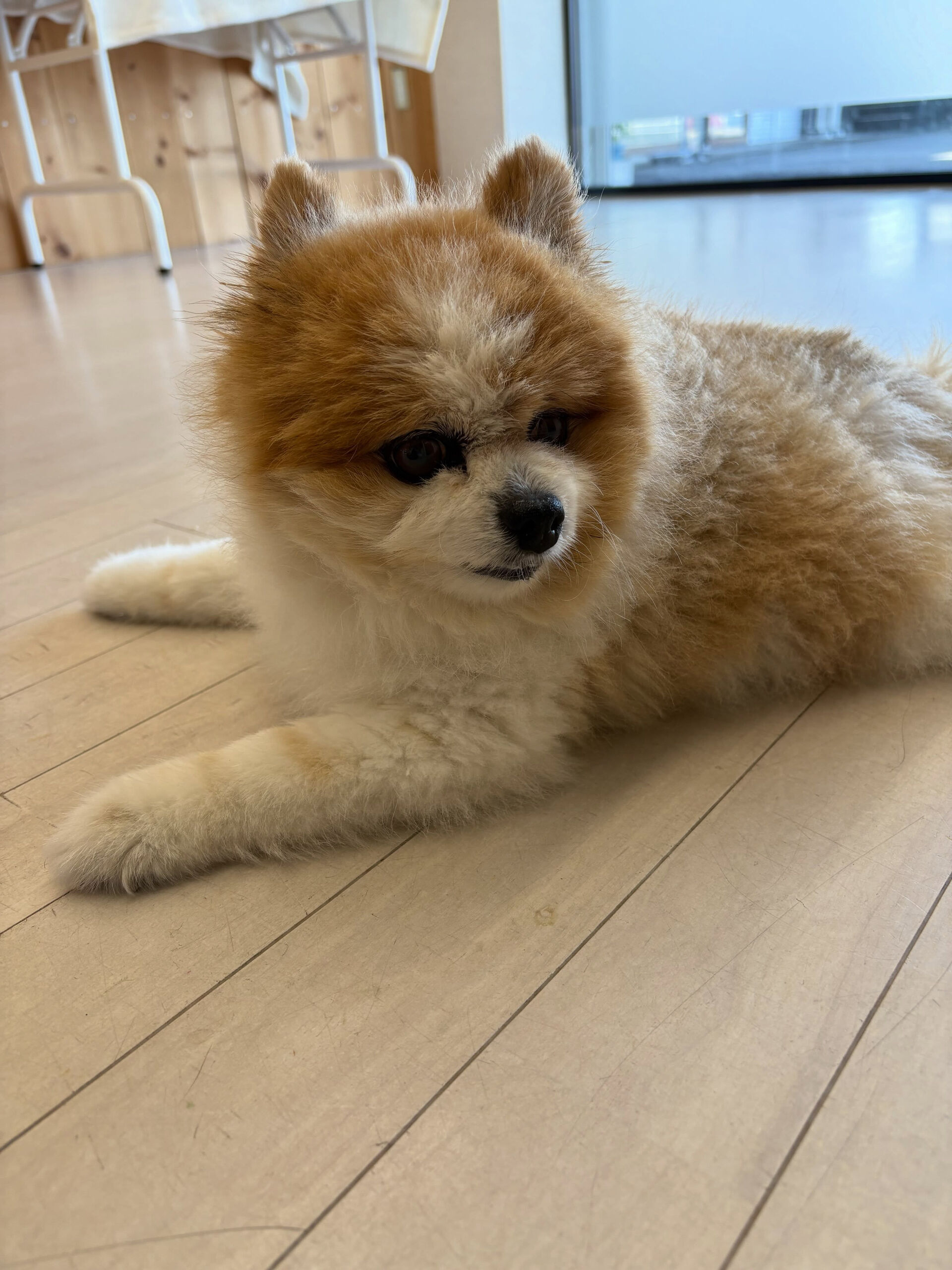 ポメラニアンのはなまるちゃん