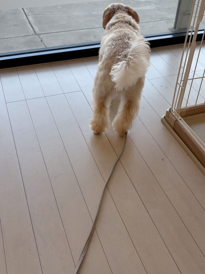 ミックスのベア君