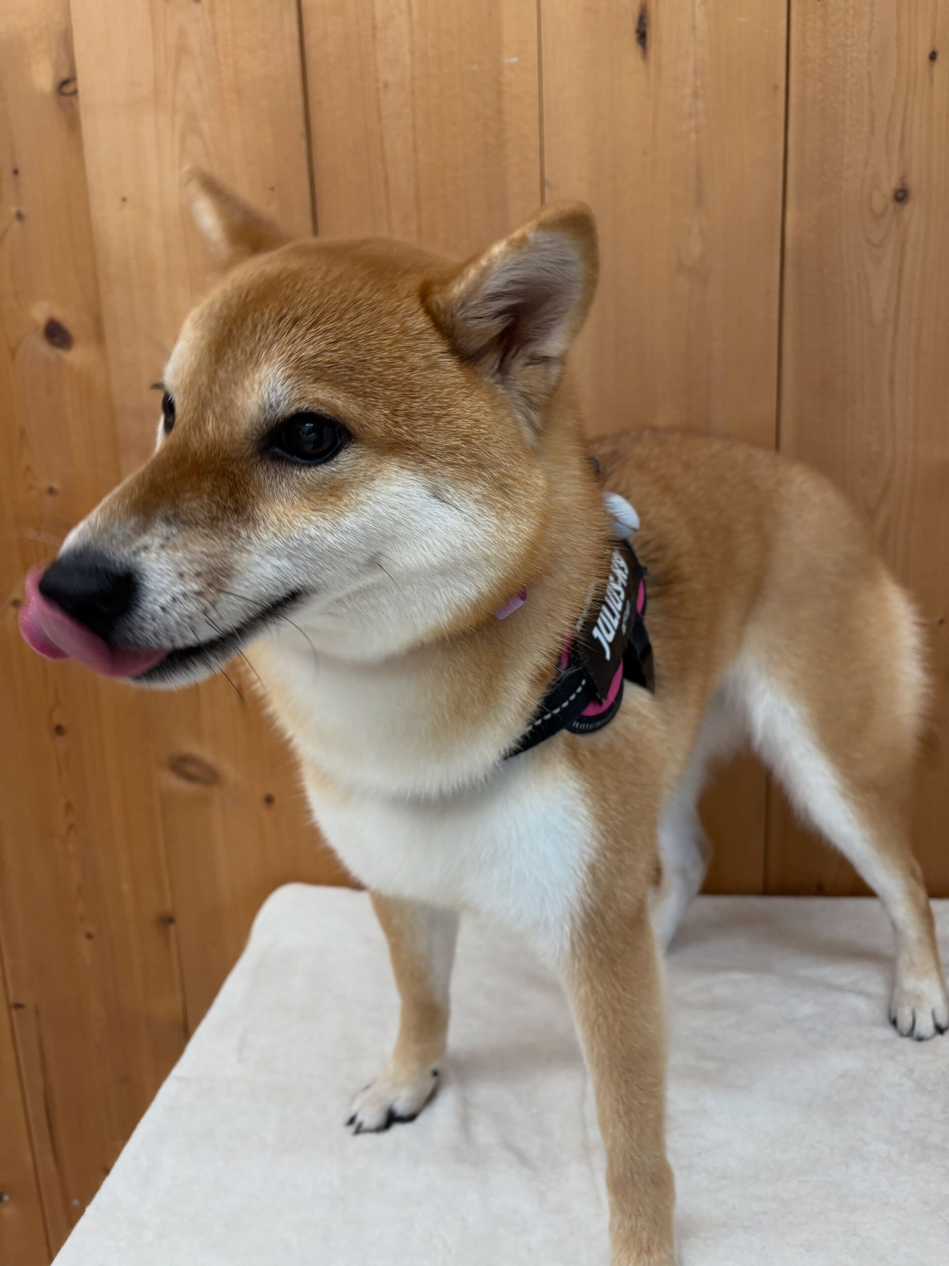 柴犬のこむぎちゃん