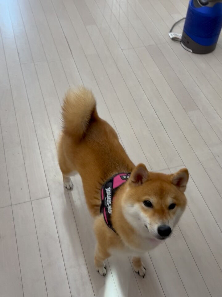 柴犬のこむぎちゃん