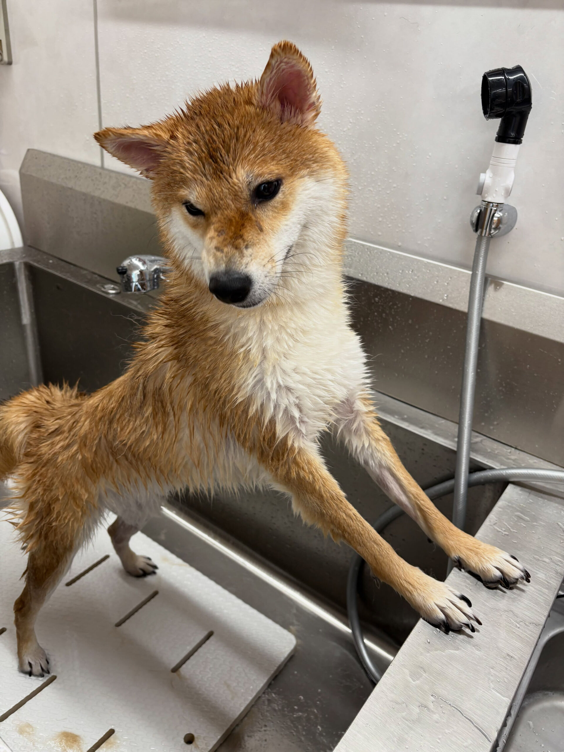 柴犬のこむぎちゃん
