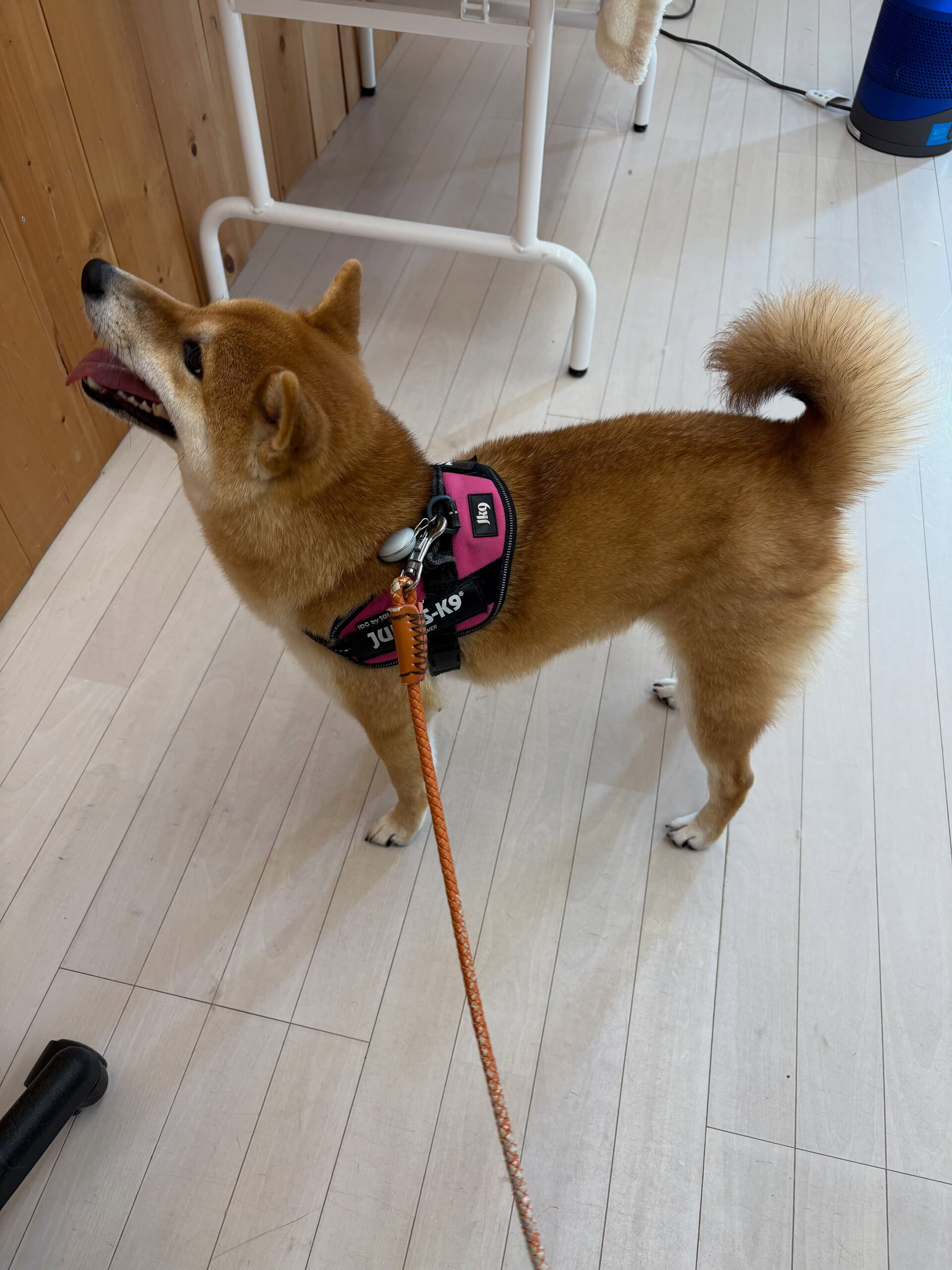 柴犬のこむぎちゃん