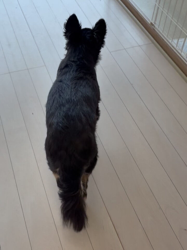 チワワの空くん