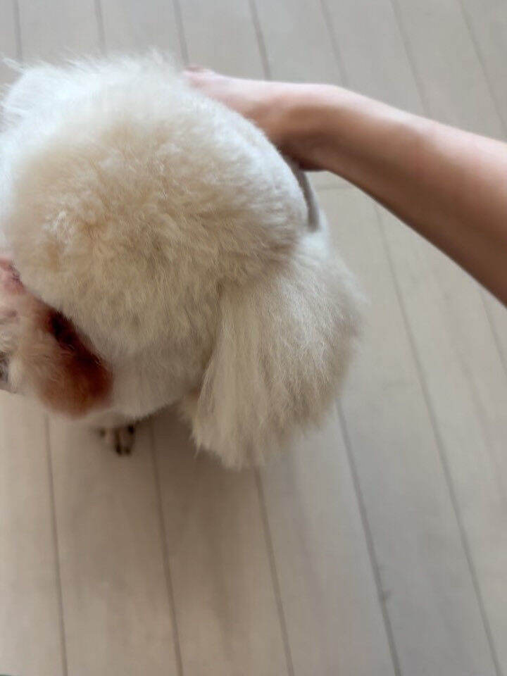 プードルのくるみちゃん