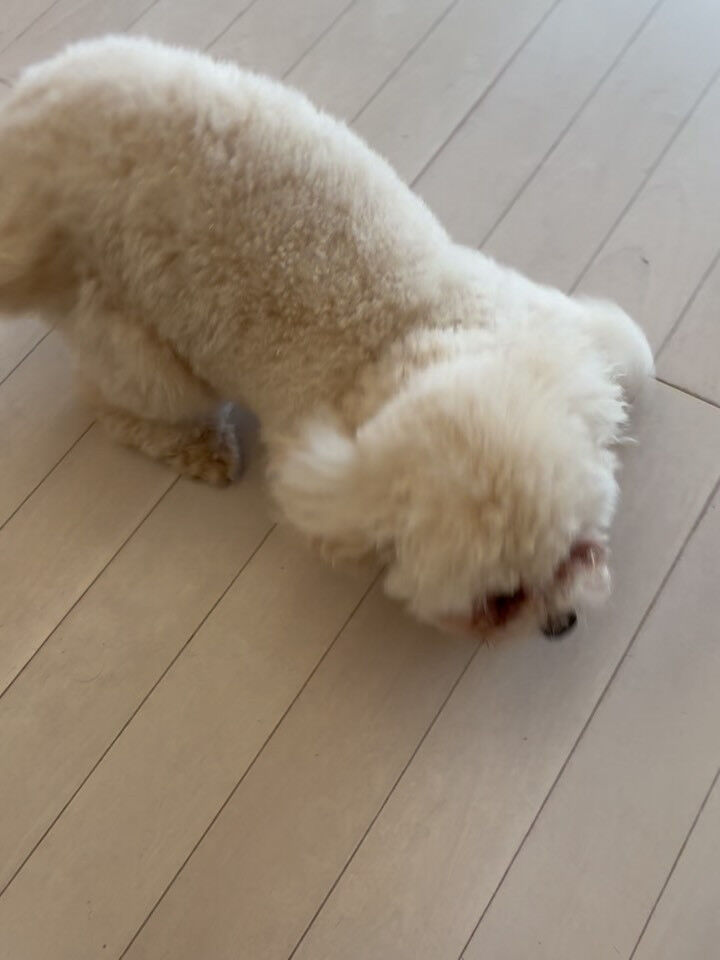 プードルのくるみちゃん