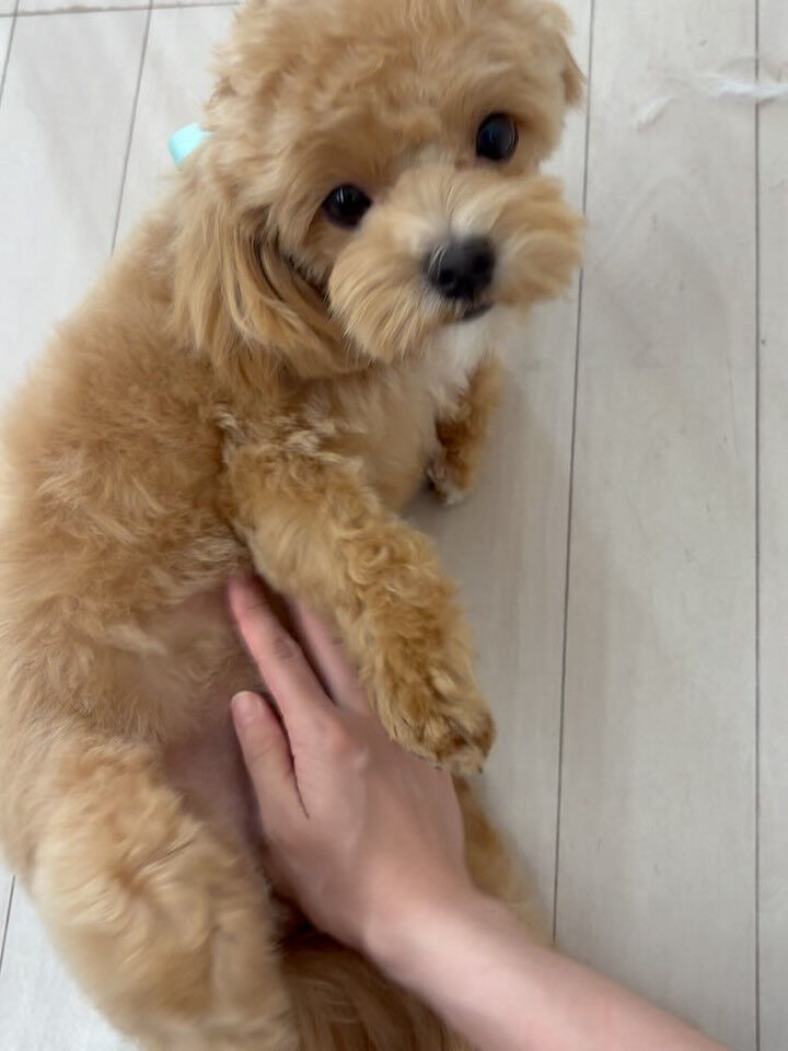 ミックスのきなこちゃん