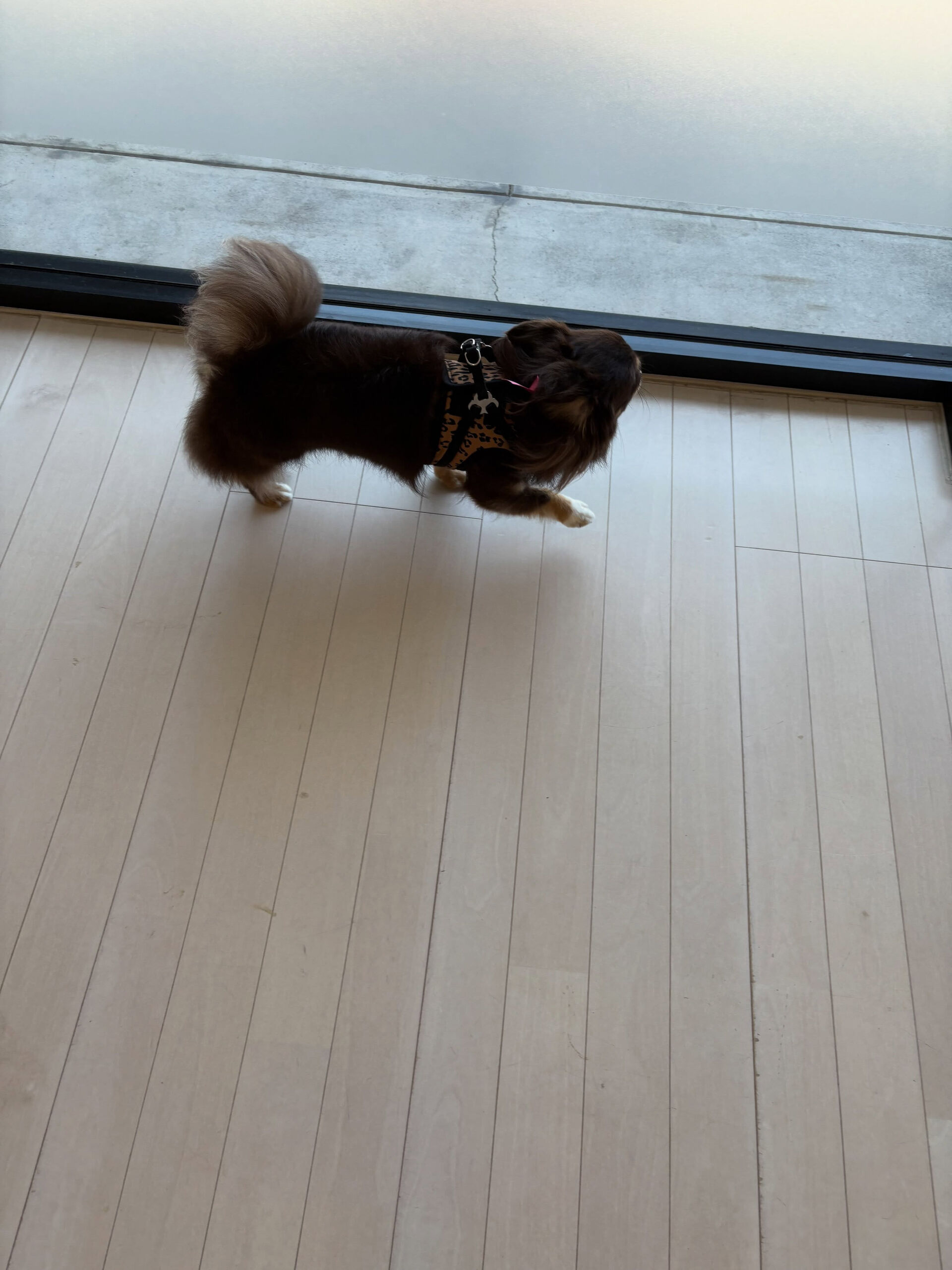 チワワのラヴィちゃん