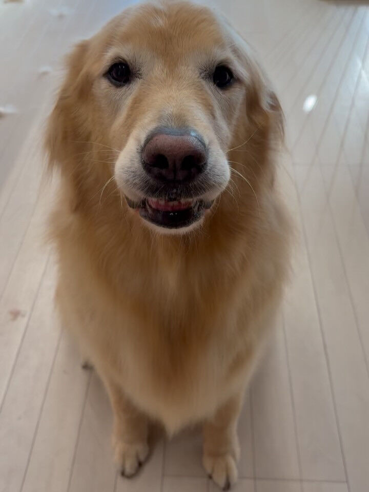 ゴールデンレトリバーのおとちゃん