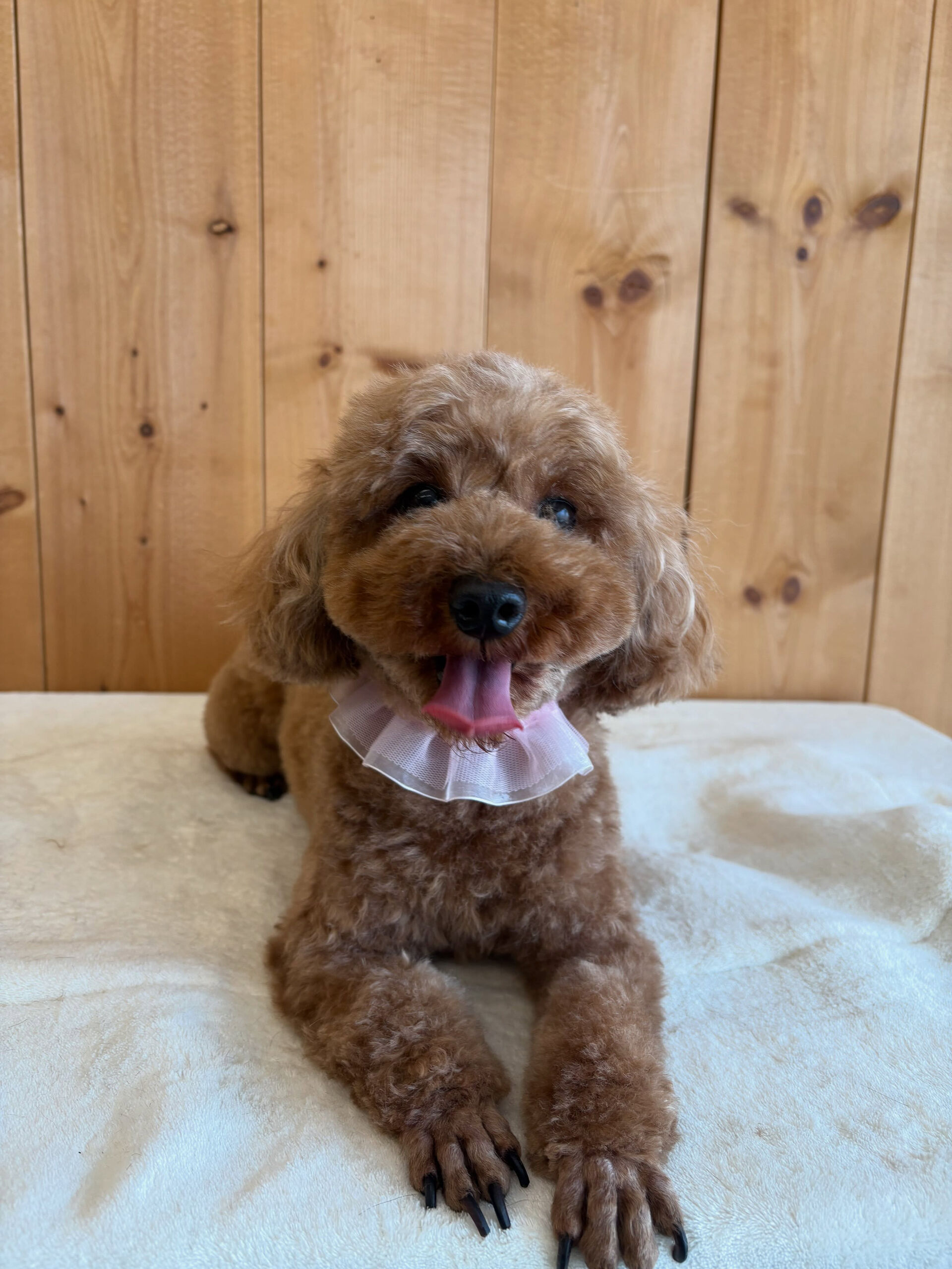 プードルのこげまるちゃん