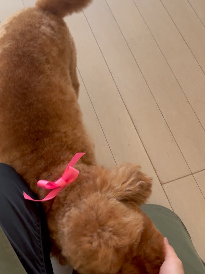 プードルのこげまるちゃん